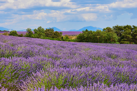 Provence landscape photographed vertically, with lavender, trees and a beautiful sky with white clouds.の写真素材