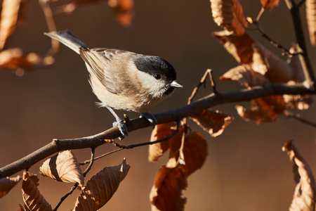Beautiful Marsh Tit resting on a withered branchの写真素材