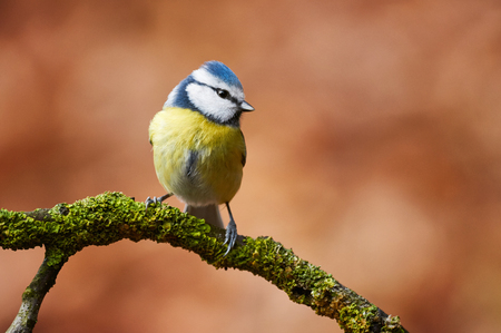 Beautiful and colorful blue tit perched on a small branchの写真素材