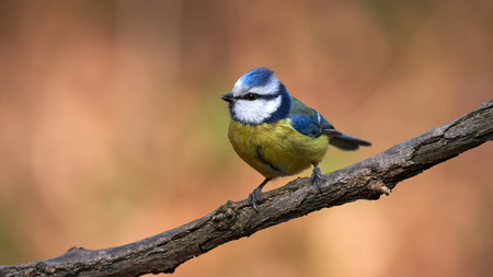 Beautiful and colorful blue tit perched on a small branchの写真素材
