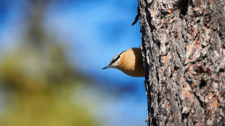 Nuthatch perched on a log of larch in the Swiss Alpsの写真素材
