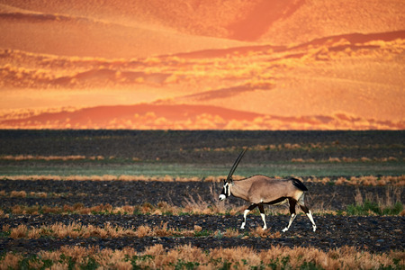Oryx (Oryx gazella) photographed while walking in Namib desert, In the background the orange dunes illuminated by the sun in Namibia.の写真素材
