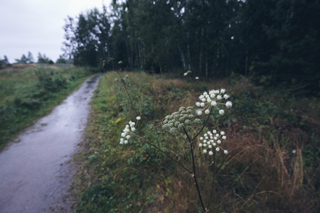 White Flower from a secluded path through the woods and meadows of Finland. Intentionally blurred, matte styleの写真素材