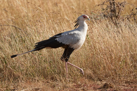 Beautiful secretary bird walking in the grasslandの写真素材