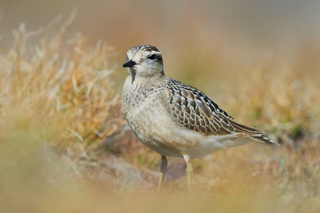 Eurasian dotterel (Charadrius morinellus) photographed in the Italian Alps, in low grass.の写真素材