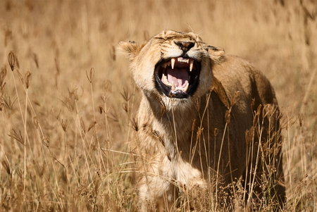 Beautiful lioness (Panthera leo) roars in the tall grass of the African savannah.の写真素材