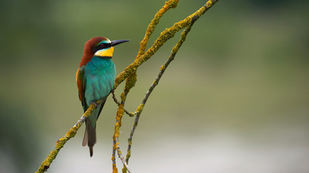 Beautiful european bee eater, Merops apiaster perched on a yellow branch.