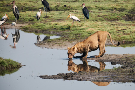 Lioness photographed in Botswana is drinking a a woterhole. Many birds are around.の写真素材