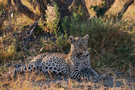 leopard lying in the bushの写真素材