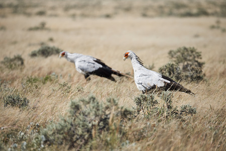 Secretary bird, sagittarius serpentarius, a large african bird of prey walking in namibian savannah.