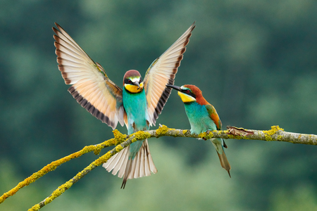 Beautiful European bee-eater couple (Merops apiaster). The male brings as a gift an insect to the...