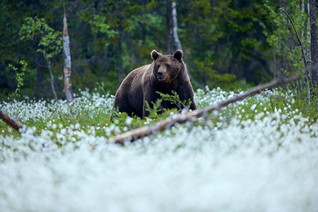 Young brown bear (Ursus arctos) photographed In the Finnish taiga as he walks among the cotton grasses in search of food.の写真素材