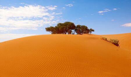 Near Sossusvlei in the Namib Desert, some acacia trees grow green among the sand dunes.の写真素材
