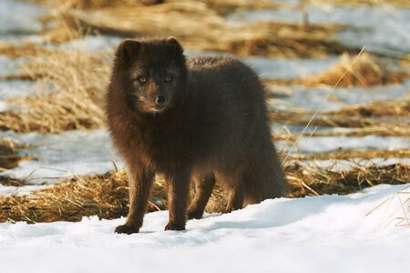 Blue arctic fox (Alopex lagopus) photographed in Iceland while walking in the snow.
