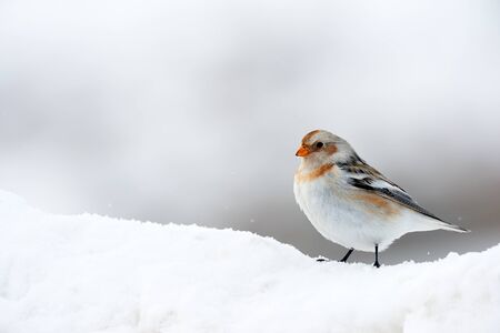 Snow bunting (Plectrophenax nivalis), a little bird photographed in winter looking for food in the snowの写真素材