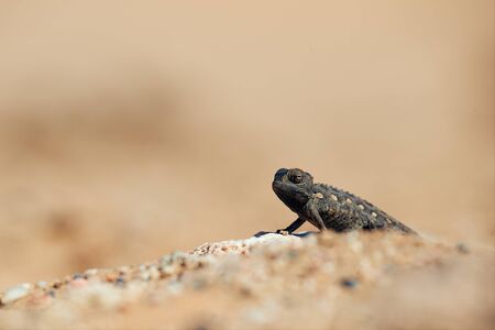 Little Namaqua chameleon (Chamaeleo namaquensis) walking on the sand of Dorob National Park in Namibia.の写真素材