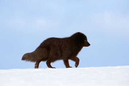 Blue arctic fox (Alopex lagopus) photographed in Iceland while walking in the snow.の写真素材