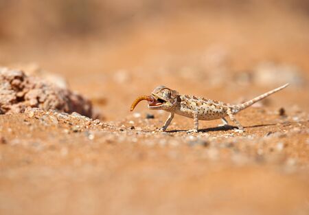 Little Namaqua chameleon (Chamaeleo namaquensis) eating an insect  on the sand of Dorob National Park in Namibia.の写真素材