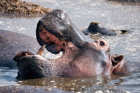 Portrait of a huge hippo (Hippopotamus amphibius) with its mouth wide open as he yawns.