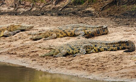 Group of Nile crocodiles (Crocodylus niloticus), resting on the shore of an African river with open...