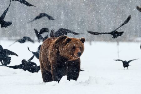 Brown bear in the snow looking for food surrounded by ravens.の写真素材
