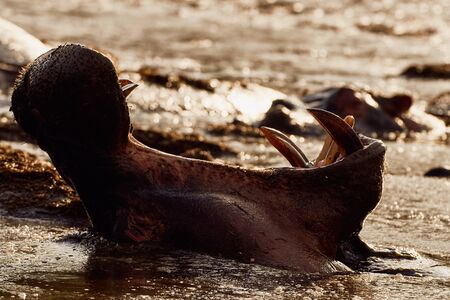 Portrait of a huge hippo (Hippopotamus amphibius) with its mouth wide open as he yawns. Photographed in bach light at sunset.の写真素材
