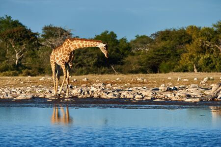 A beautiful giraffe (Giraffa camelopardalis) walks in the still green savannah at the end of the rainy season, close to a waterhole.の写真素材