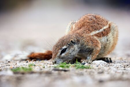 South African squirrel (Xerus inauris) photographed at ground level while looking for food.の写真素材