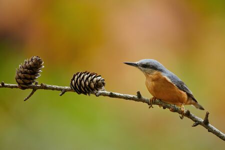European Nuthatch (Sitta europaea)  perched on alittle trunk of larch in autumn.の写真素材