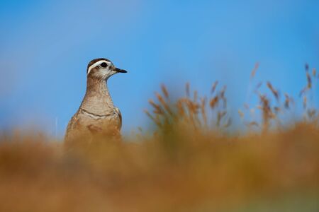 Eurasian dotterel (Charadrius morinellus) photographed in the Italian Alps, in low grass.の写真素材