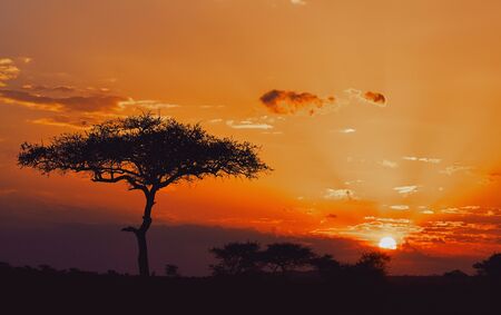 African sunset in the savannah of the Serengeti National Parkの写真素材