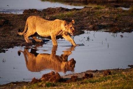 n Africa, in the beautiful light of sunset, a lion cub (Panthera leo) crossing a pool of water to reach his mother.の写真素材