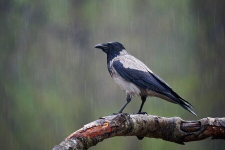 Hooded crow (Corvus cornix), also called hoodie, perched on a birch branch as it rains.
