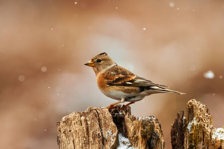 Beautiful brambling (Fringilla montifringilla) in winter during a snowfal.の写真素材