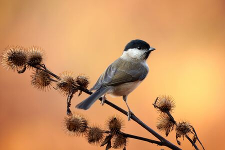 Beautiful Marsh Tit resting on a withered branch.の写真素材