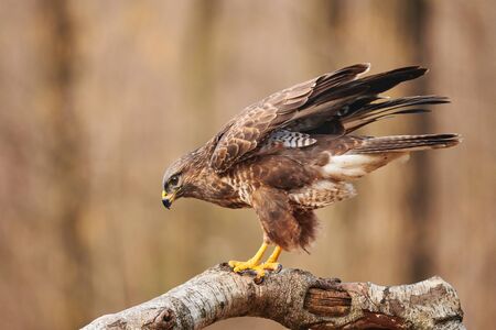 Common buzzard (Buteo buteo) is  a bird of prey living in Europe, perched on a branch.の写真素材