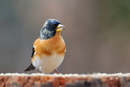 Colorful male brambling (Fringilla montifringilla), perched on a log and photographed in profile.の写真素材