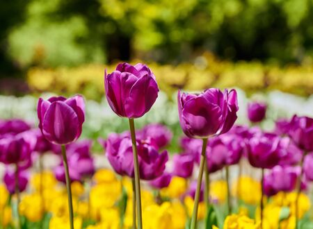 Beautiful multicolored tulips in a field, a symbol of spring.の写真素材