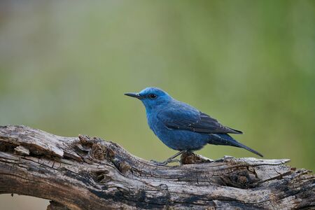 Beautifull blue little bird, the blue rock thrush, Monticola solitarius.の写真素材