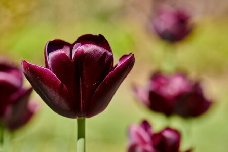 Black jack variety tulips photographed in full bloom.の写真素材
