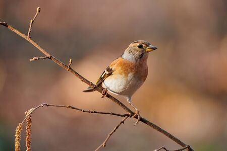 Beautiful female  brambling (Fringilla montifringilla) perched on a little branch in winter.の写真素材