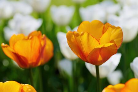 Flowering of orange and white tulips, a symbol of spring. Intentionally blurred.の写真素材