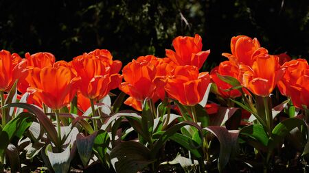 Wonderful red tulips blooming in spring, with a dark background and a panoramic shot.の写真素材