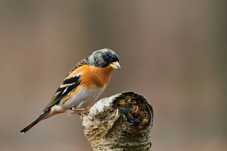 Colorful male brambling (Fringilla montifringilla), perched on a log and photographed in profile.