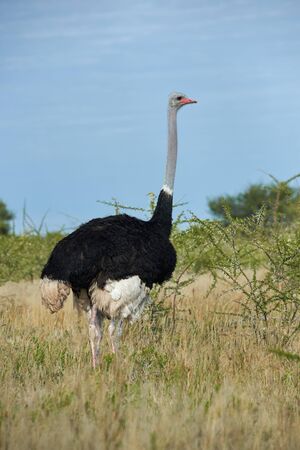 Large male ostrich, Struthio camelus, walks in a wild african park.の写真素材