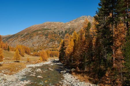 Natural alpine landscape in the Swiss Alps, with a stream and beautiful larches.Image taken in...