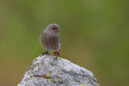 Black redstart (Phoenicurus ochruros) is a litttle and  beautiful bird of the family of Muscicapidae