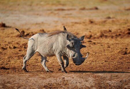 Common warthog (Phacochoerus africanus) male walking in the savannah of Botswana, Africa, on his back carries a bird, a red-billed oxpecker (Buphagus erythrorhynchus).の写真素材