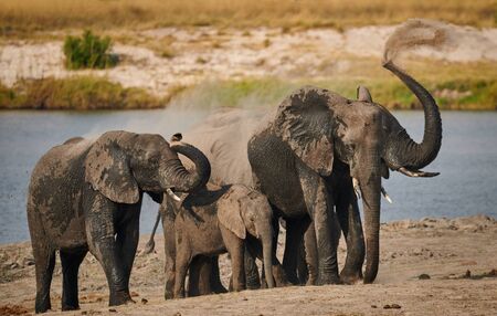 African elephants (Loxodonta africana), on the bank of the Chobe River in Botswana, while throwing the sand on themselves to protect the skin from the sun.の写真素材