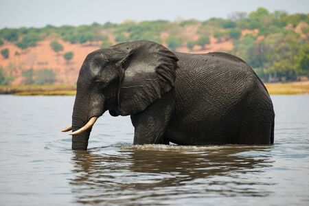 Elephant (Loxodonta africana) crosses the Chobe River in Botswana.の写真素材